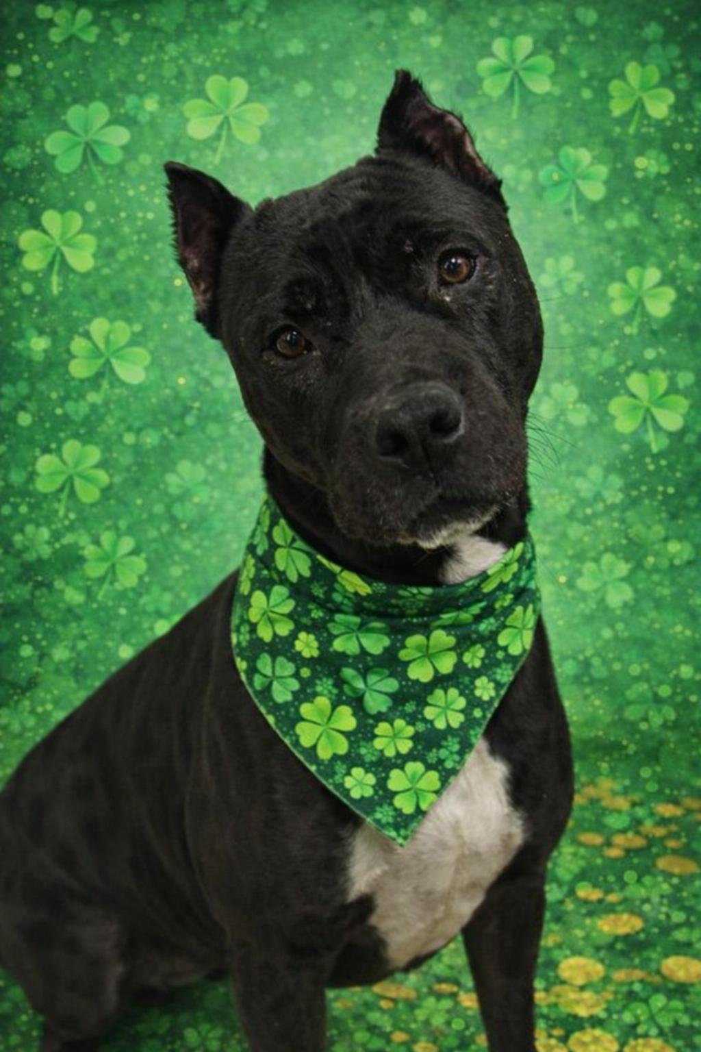 Rex, a ADOPTABLE mixed breed in Belleville, MI image 1/3