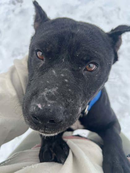 Enlarge Rex, a ADOPTABLE mixed breed in Belleville, MI image 3/3