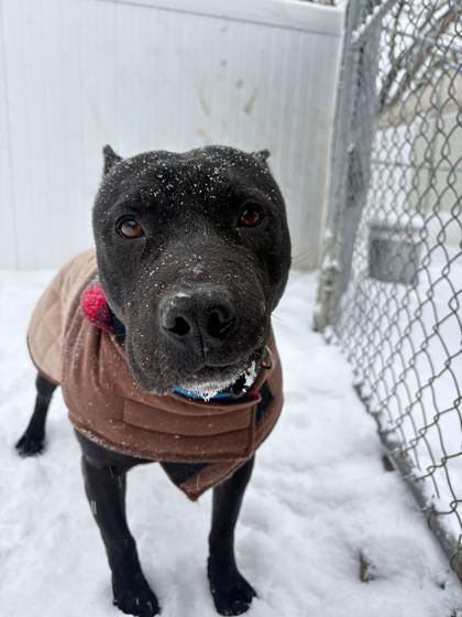 Enlarge Rex, a ADOPTABLE mixed breed in Belleville, MI image 2/3