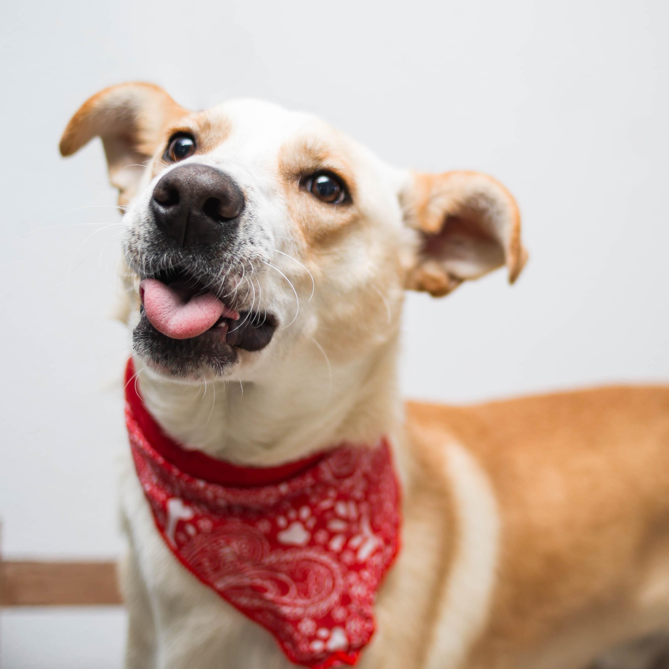 panchito, a Adoptable mixed breed in Tijuana, BCN image 2/5