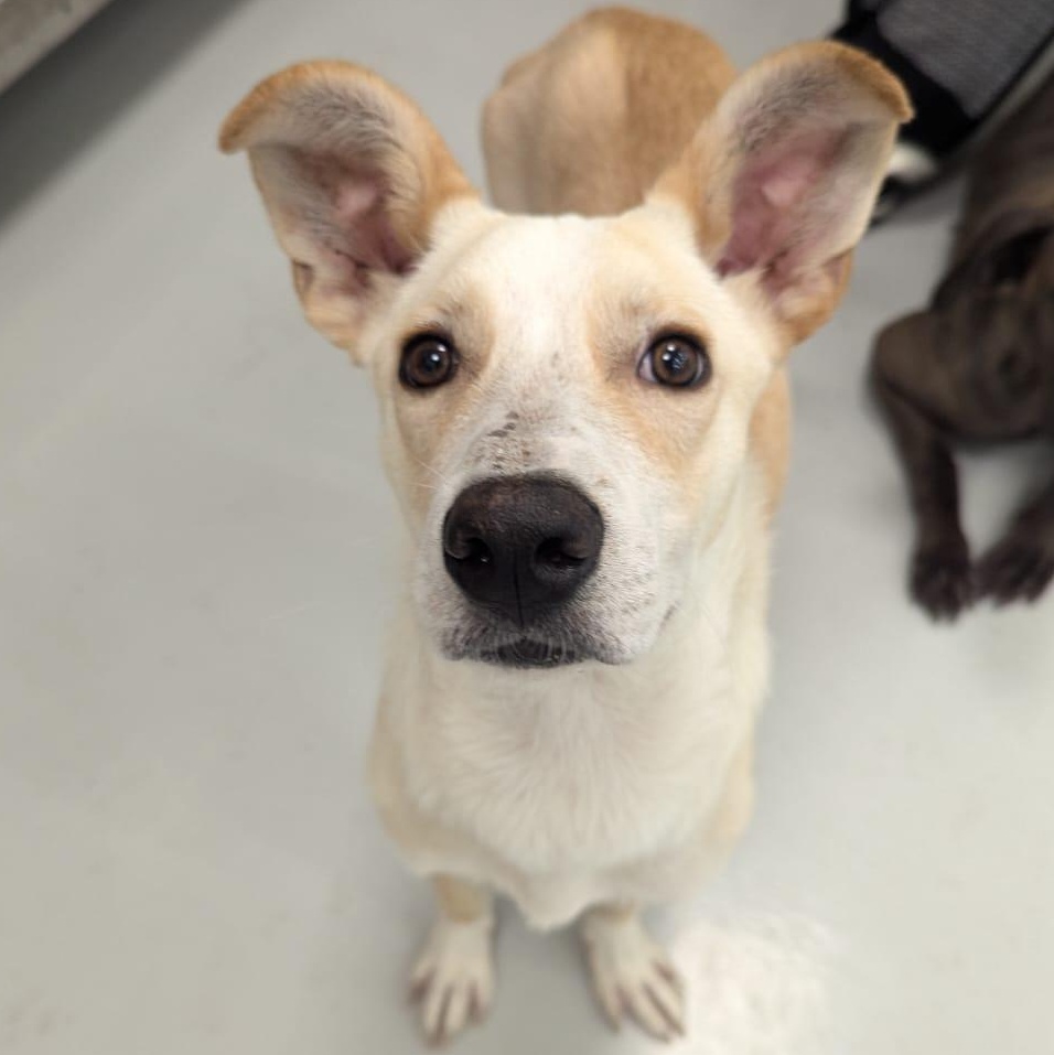 panchito, a Adoptable mixed breed in Tijuana, BCN image 5/5