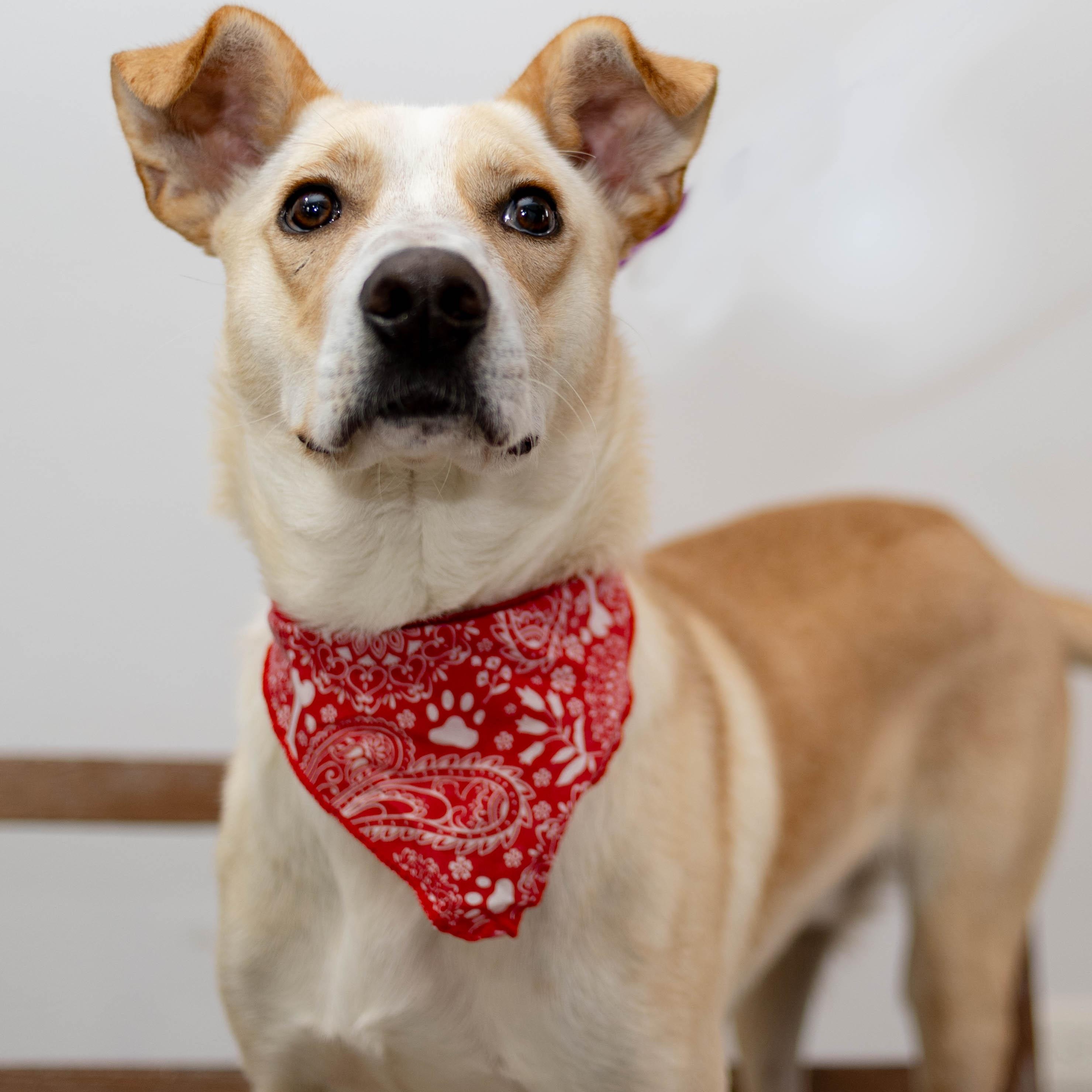 panchito, a Adoptable mixed breed in Tijuana, BCN image 1/5