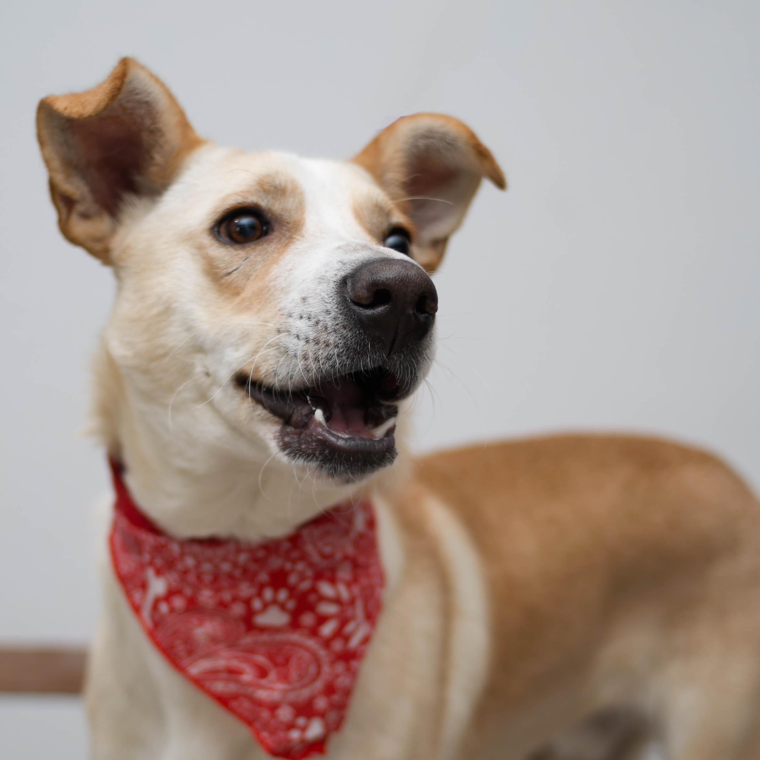 panchito, a Adoptable mixed breed in Tijuana, BCN image 3/5