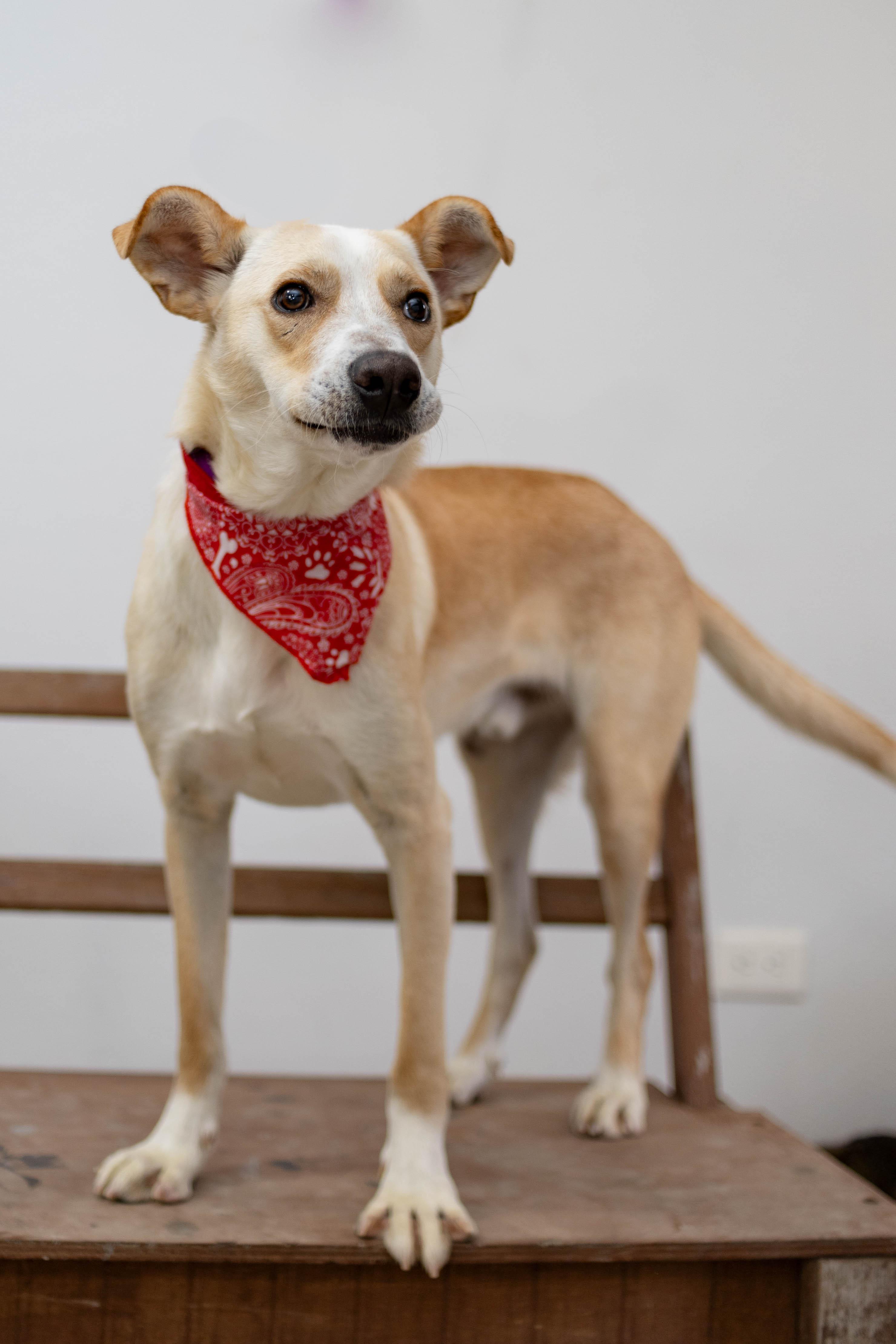 panchito, a Adoptable mixed breed in Tijuana, BCN image 4/5