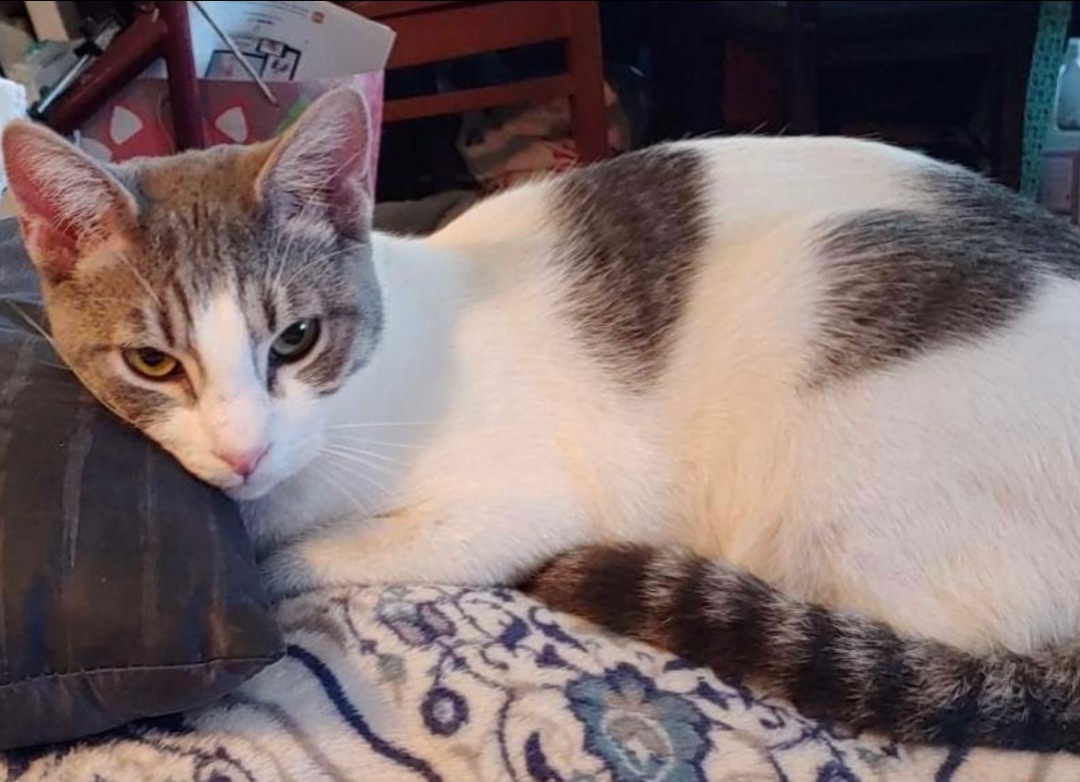 Enlarge Joey , a Adoptable Domestic Short Hair in Covina , CA image 1/3