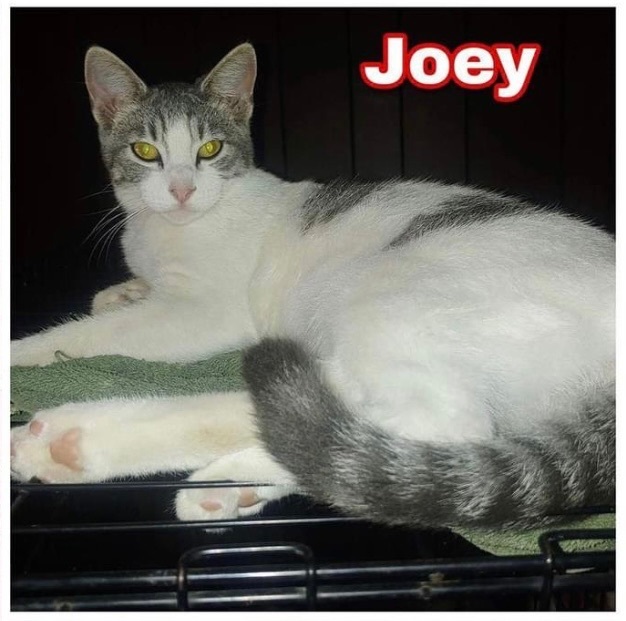 Joey is a sweetheart loves all the kitties and the humans He would go best in a multi cat home