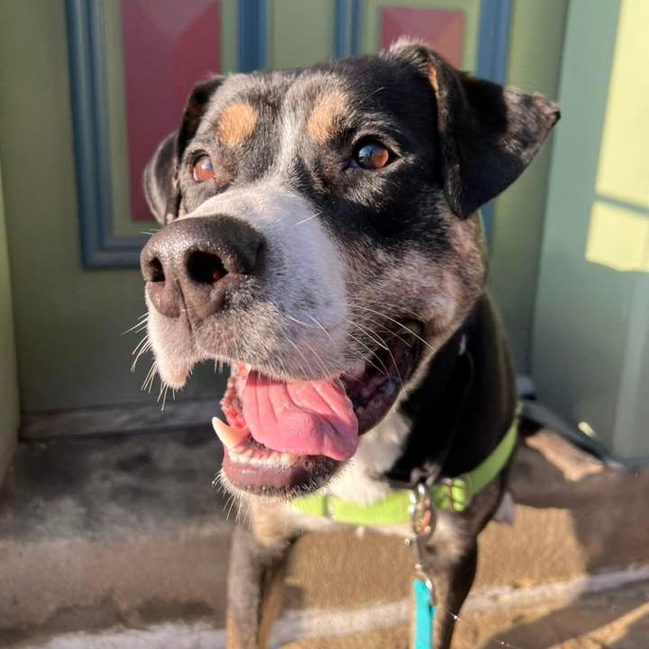 Swiss Miss, Adoptable, Young Male Mixed Breed.