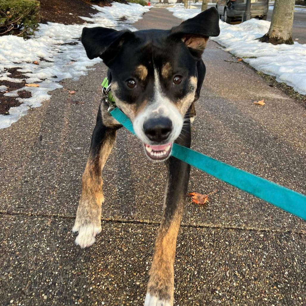 Enlarge Swiss Miss, a Adoptable Mixed Breed in Pittsburgh, PA image 5/6