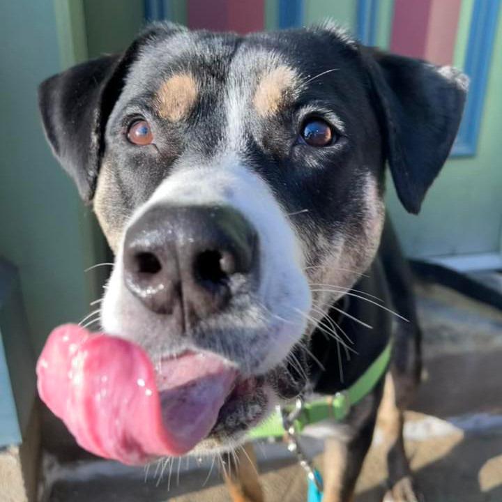 Enlarge Swiss Miss, a Adoptable Mixed Breed in Pittsburgh, PA image 6/6