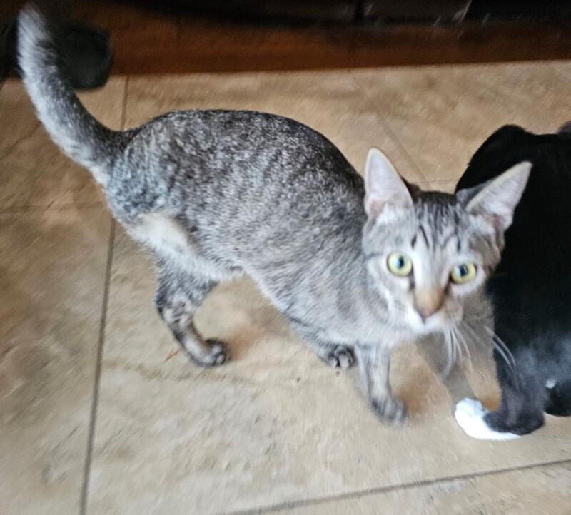 Enlarge Bread Pudding BONDED with Blueberry Muffin -Strawberry Shortcake Litter, a Adoptable mixed breed in Anthem, AZ image 1/6