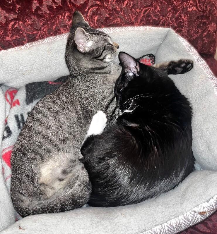 Enlarge Bread Pudding BONDED with Blueberry Muffin -Strawberry Shortcake Litter, a Adoptable mixed breed in Anthem, AZ image 3/6