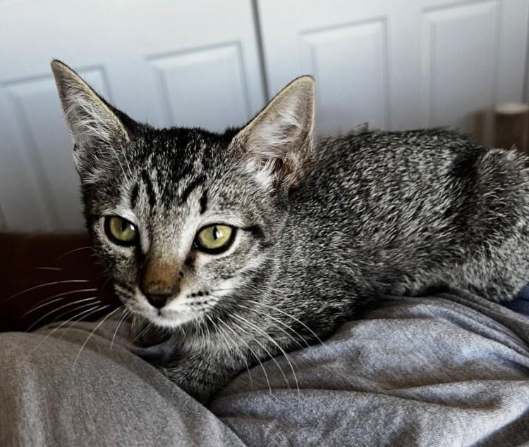 Enlarge Bread Pudding BONDED with Blueberry Muffin -Strawberry Shortcake Litter, a Adoptable mixed breed in Anthem, AZ image 4/6