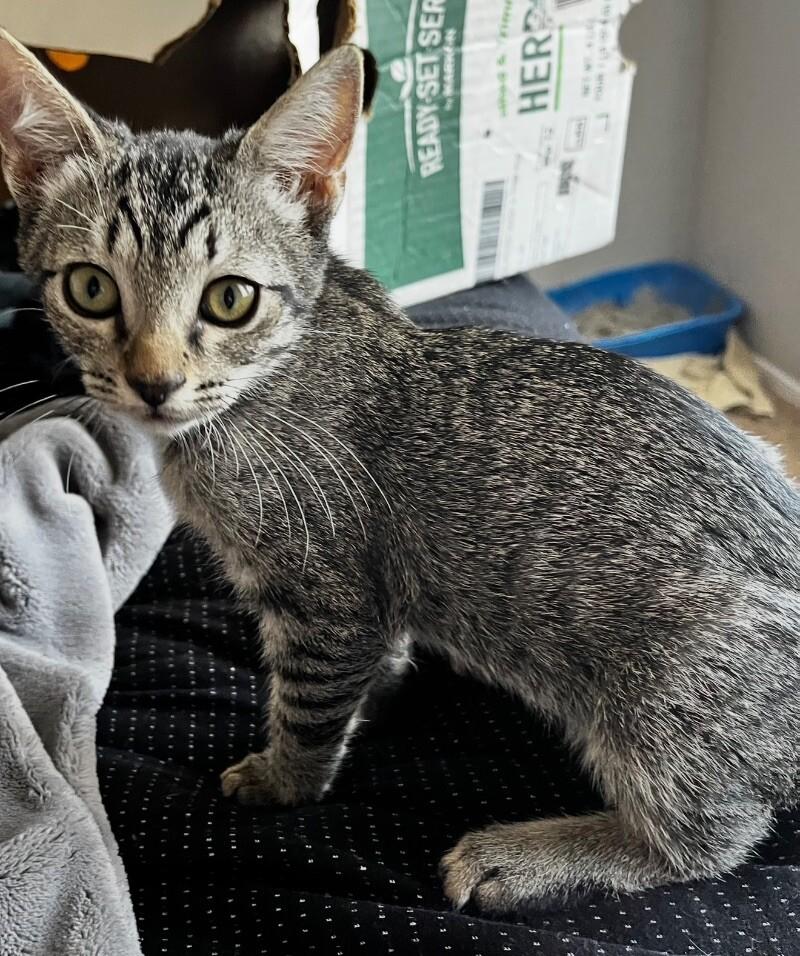 Enlarge “Tripod” Bread Pudding BONDED with Blueberry Muffin -Strawberry Shortcake Litter, a Adoptable mixed breed in Anthem, AZ image 5/6