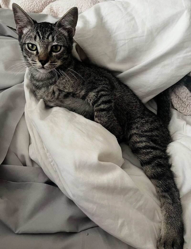 Enlarge Bread Pudding BONDED with Blueberry Muffin -Strawberry Shortcake Litter, a Adoptable mixed breed in Anthem, AZ image 5/6