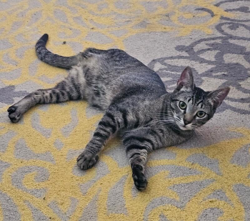 Enlarge Bread Pudding BONDED with Blueberry Muffin -Strawberry Shortcake Litter, a Adoptable mixed breed in Anthem, AZ image 6/6