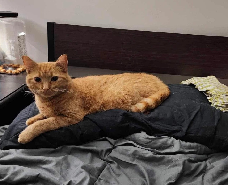 NEMO, Adopted, Young Male Domestic Short Hair.