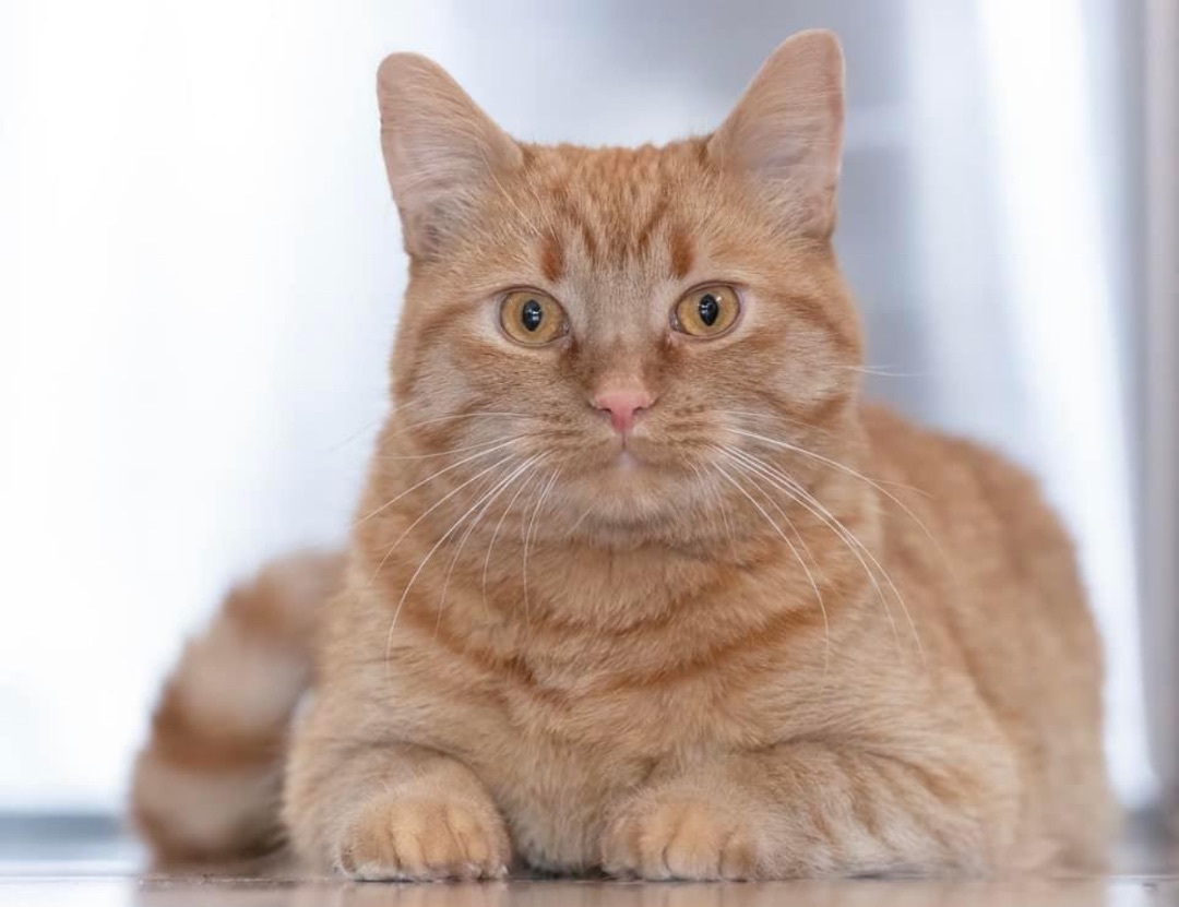 Enlarge NEMO, a Adopted Domestic Short Hair in Munster, ON image 2/6