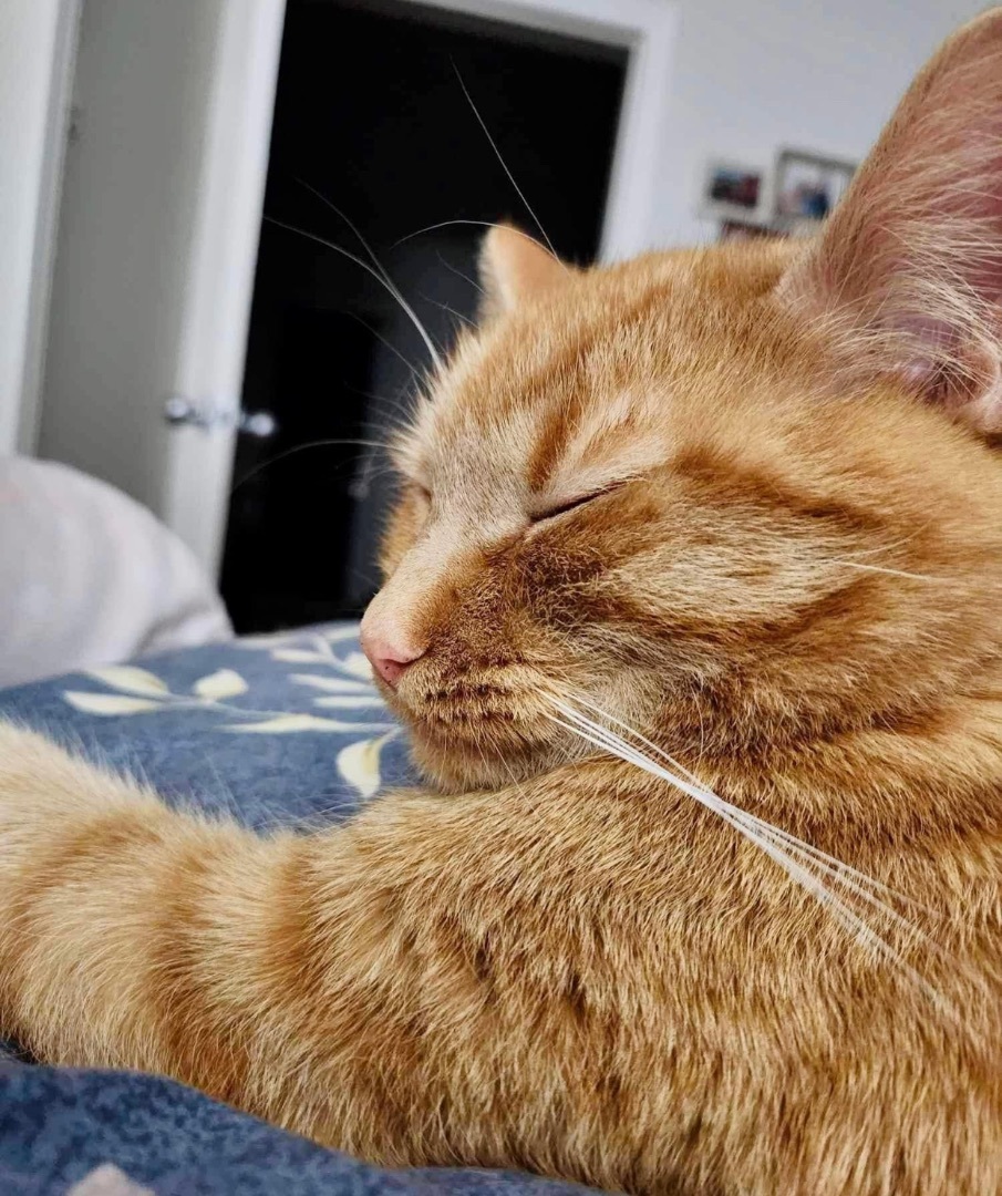 Enlarge NEMO, a Adopted Domestic Short Hair in Munster, ON image 3/6