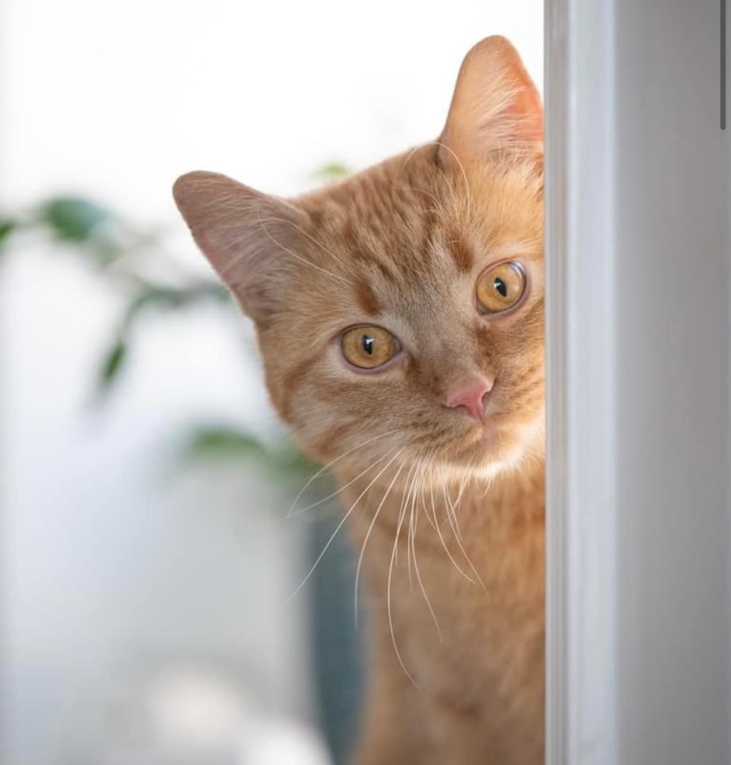 Enlarge NEMO, a Adopted Domestic Short Hair in Munster, ON image 4/6