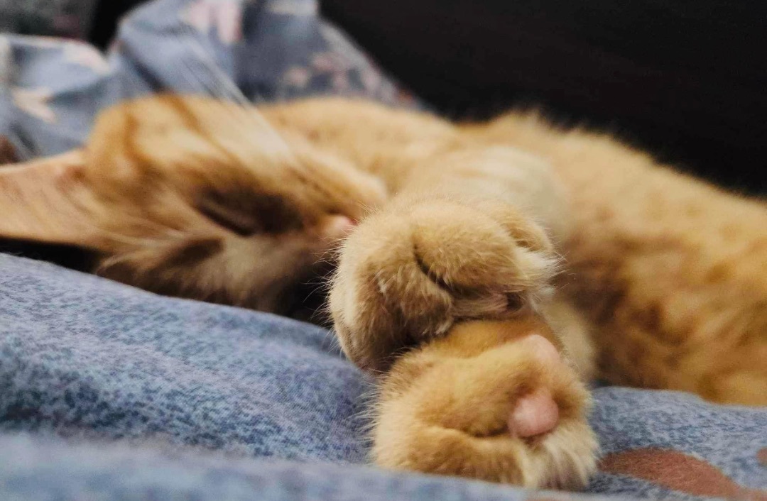 Enlarge NEMO, a Adopted Domestic Short Hair in Munster, ON image 5/6