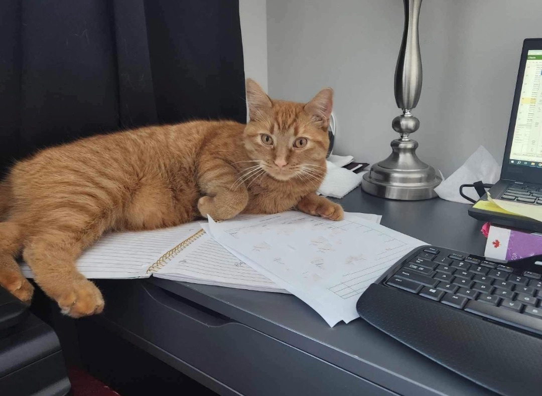 Enlarge NEMO, a Adopted Domestic Short Hair in Munster, ON image 6/6