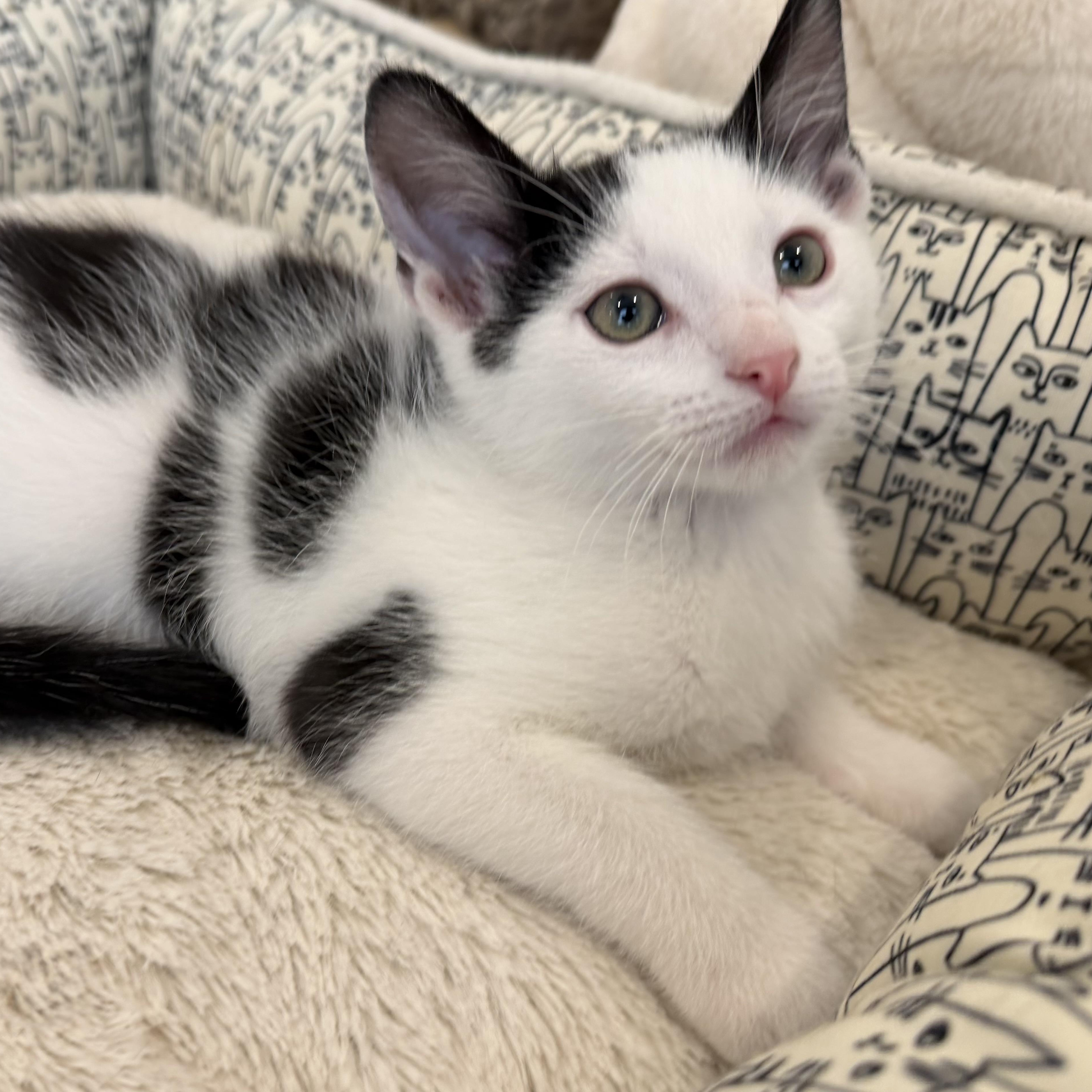 Cardinal, a ADOPTABLE Domestic Short Hair in Fountain Hills, AZ image 6/6