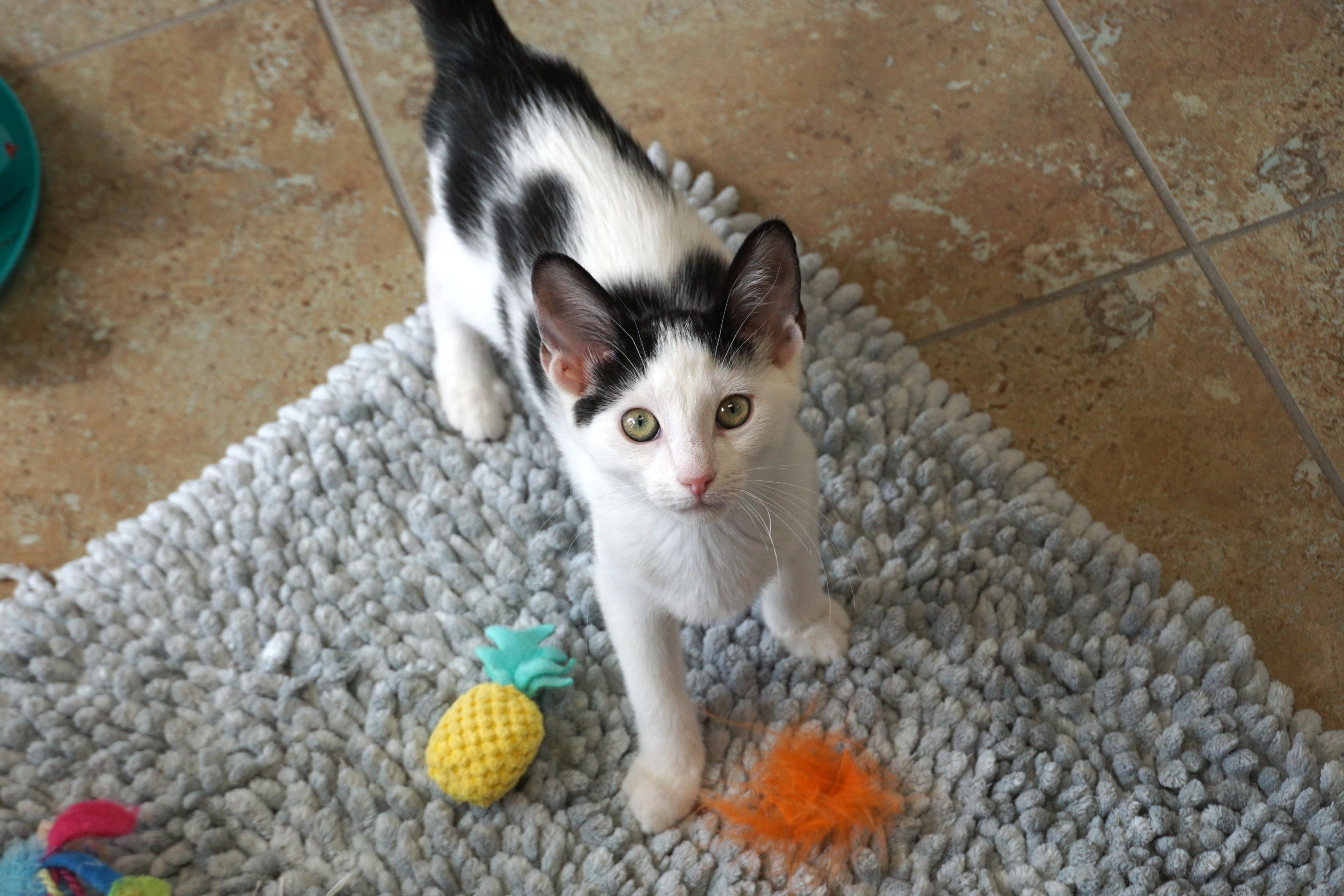 Cardinal, a ADOPTABLE Domestic Short Hair in Fountain Hills, AZ image 1/6