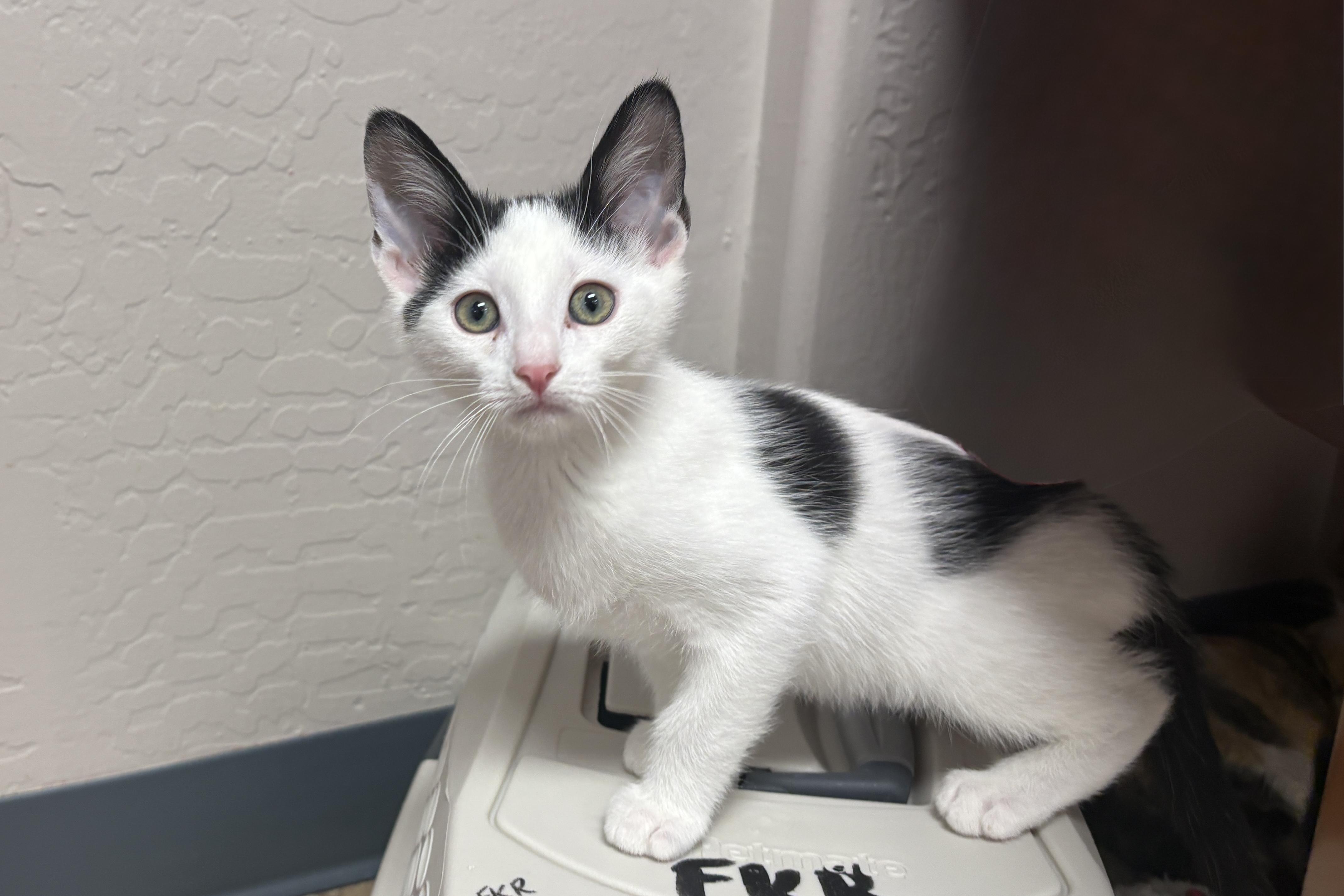 Cardinal, a ADOPTABLE Domestic Short Hair in Fountain Hills, AZ image 4/6