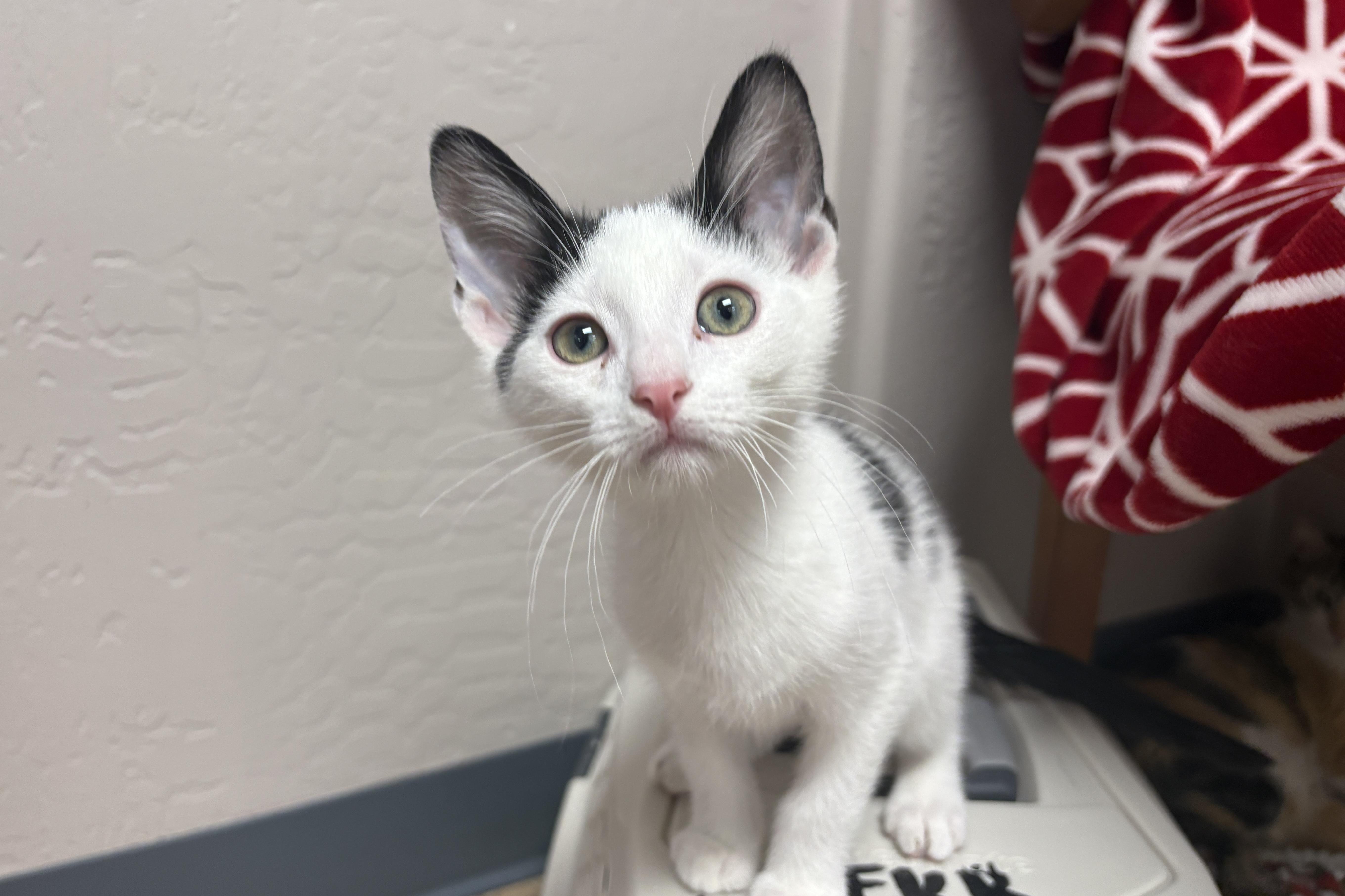 Cardinal, a ADOPTABLE Domestic Short Hair in Fountain Hills, AZ image 5/6