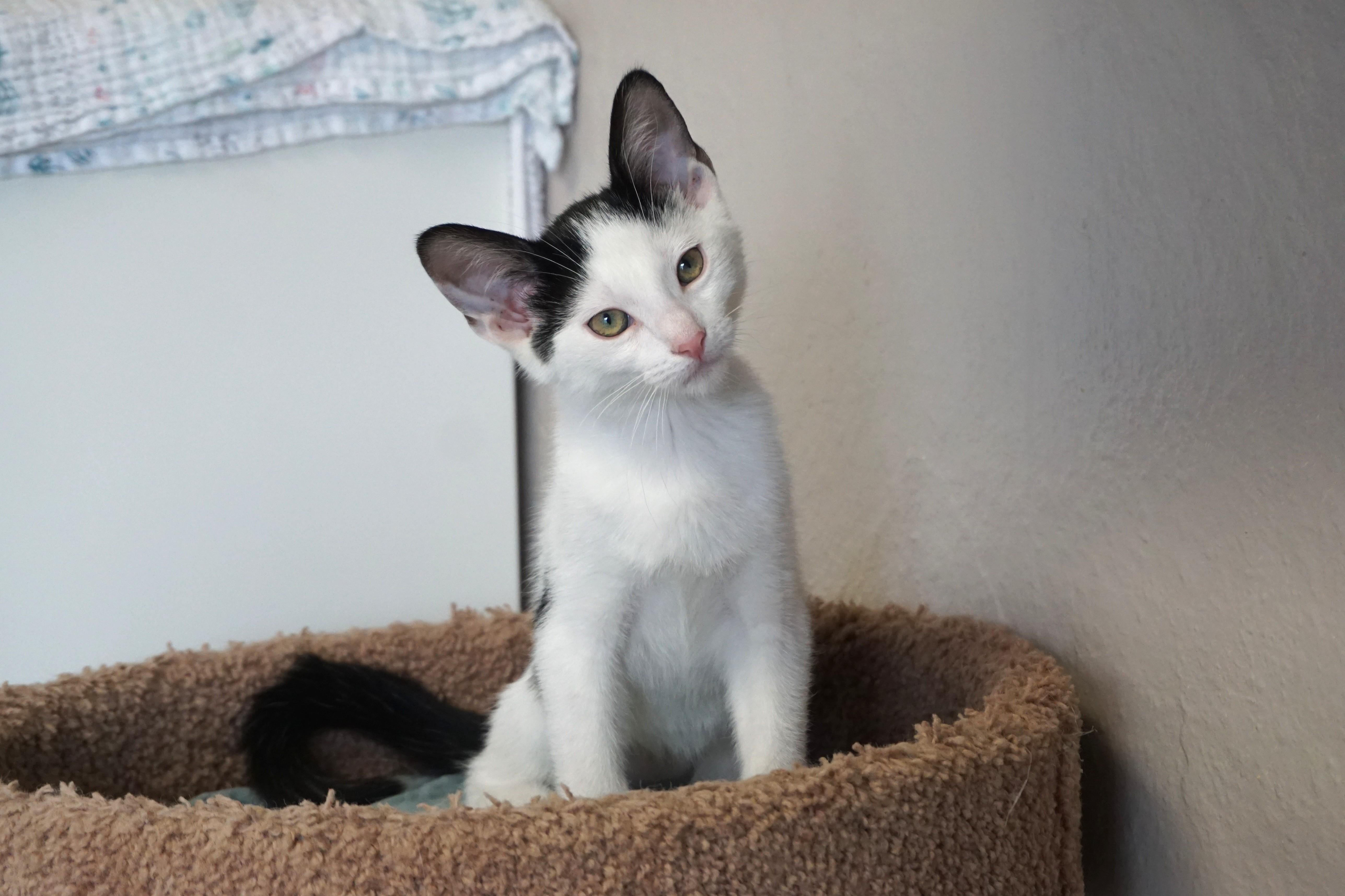 Cardinal, a ADOPTABLE Domestic Short Hair in Fountain Hills, AZ image 3/6