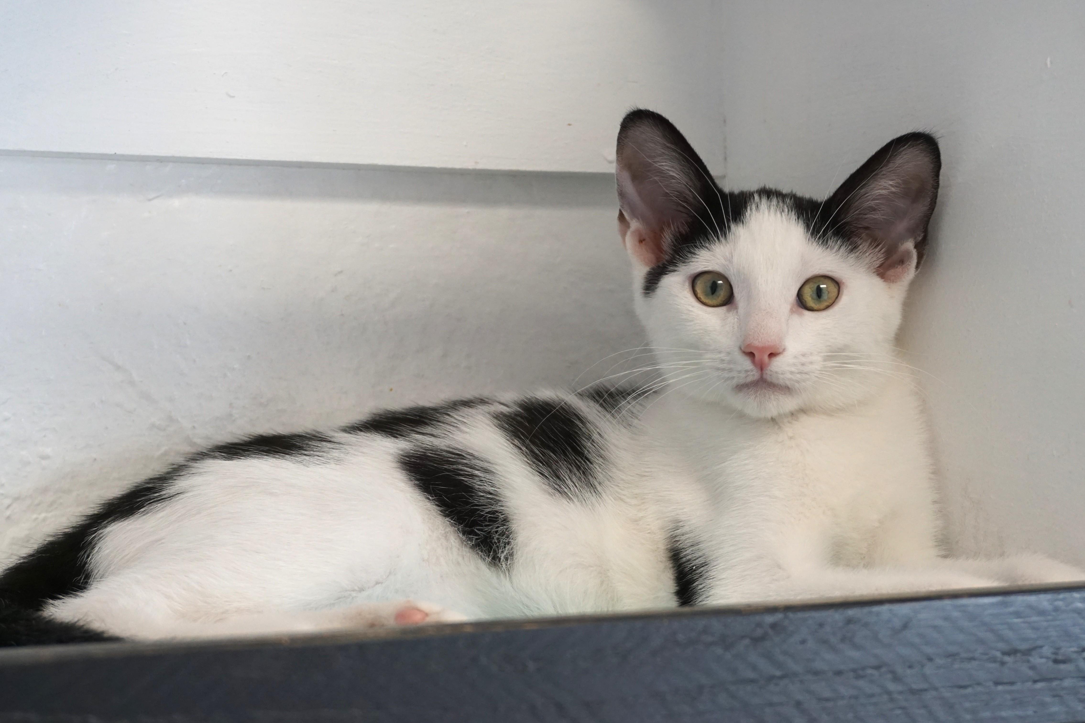 Cardinal, a ADOPTABLE Domestic Short Hair in Fountain Hills, AZ image 2/6