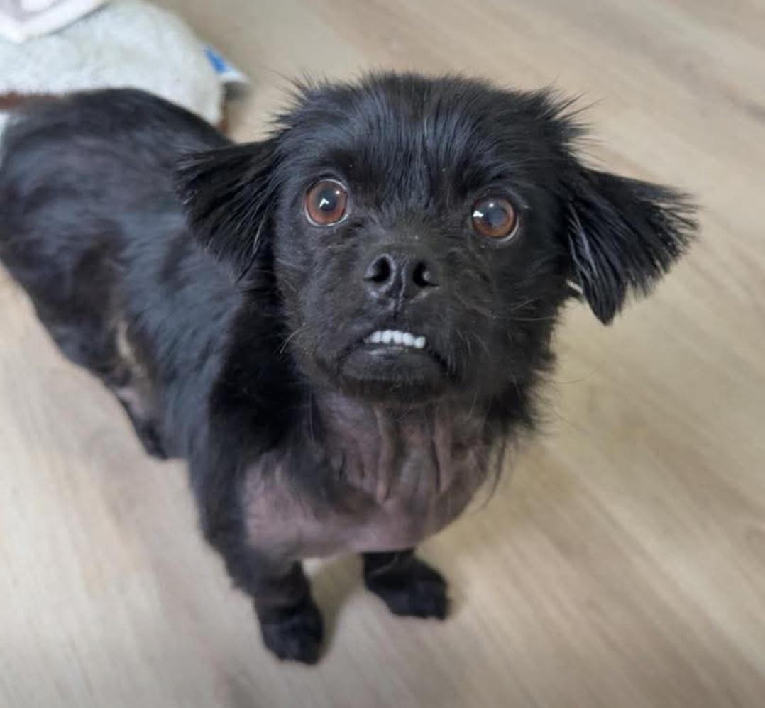 Haven, a ADOPTABLE mixed breed in Macclesfield, NC image 2/2