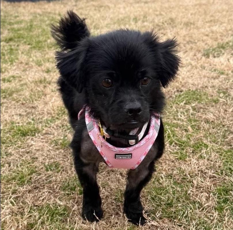 Haven, ADOPTABLE, Young Female Pekingese.
