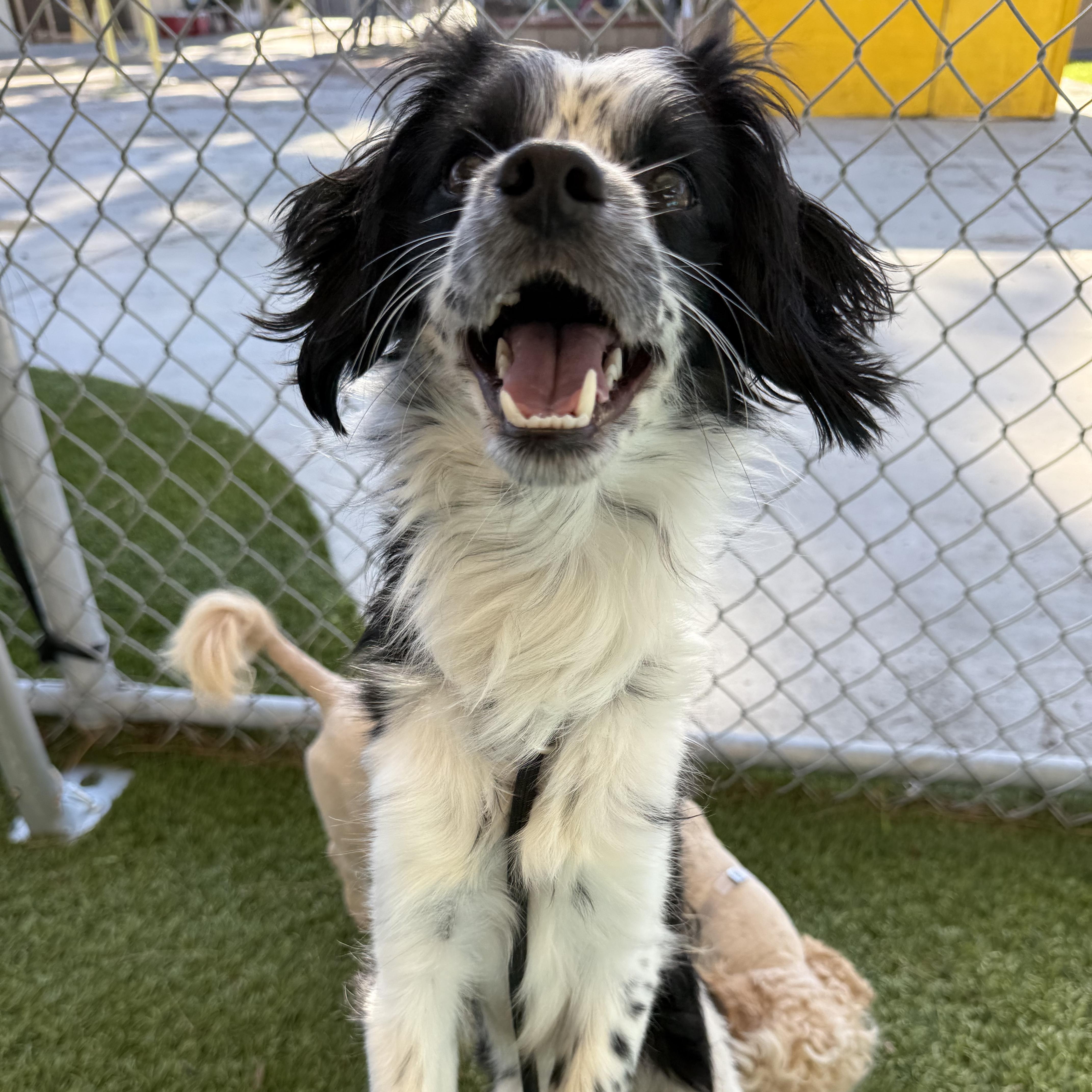 Enlarge Prince, a ADOPTABLE mixed breed in San Diego, CA image 2/5