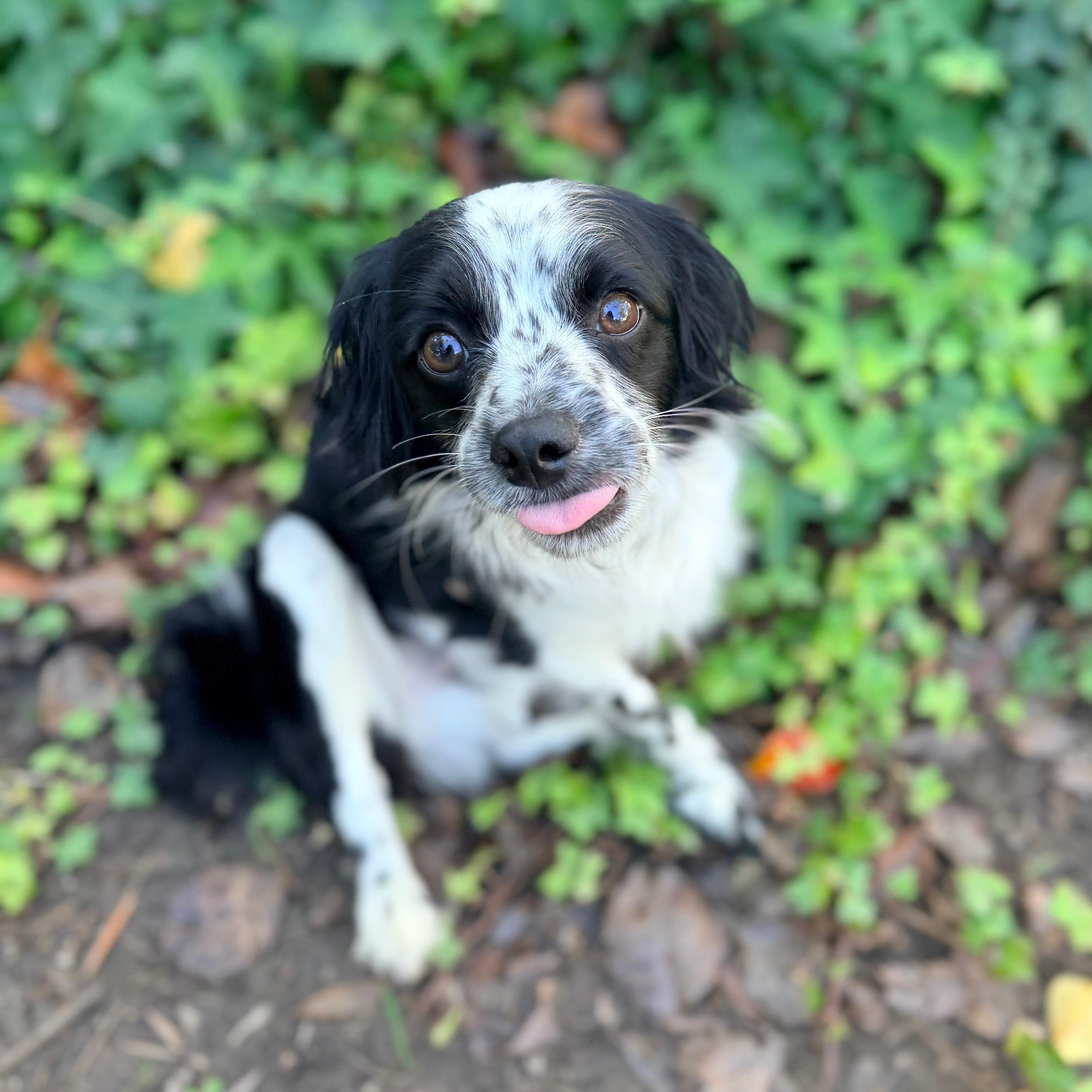 Prince, ADOPTABLE, Young Male Spaniel.