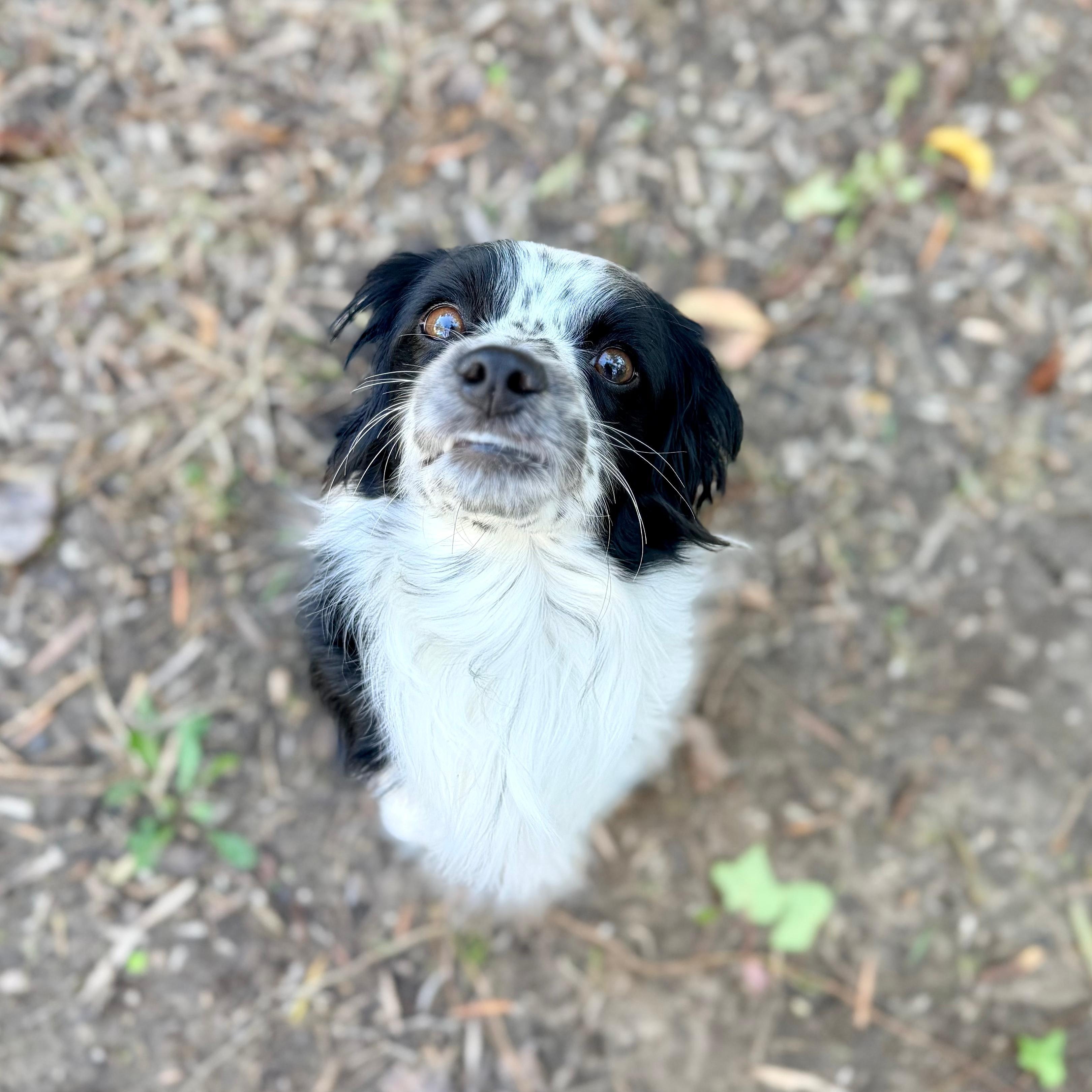 Enlarge Prince, a ADOPTABLE mixed breed in San Diego, CA image 3/5