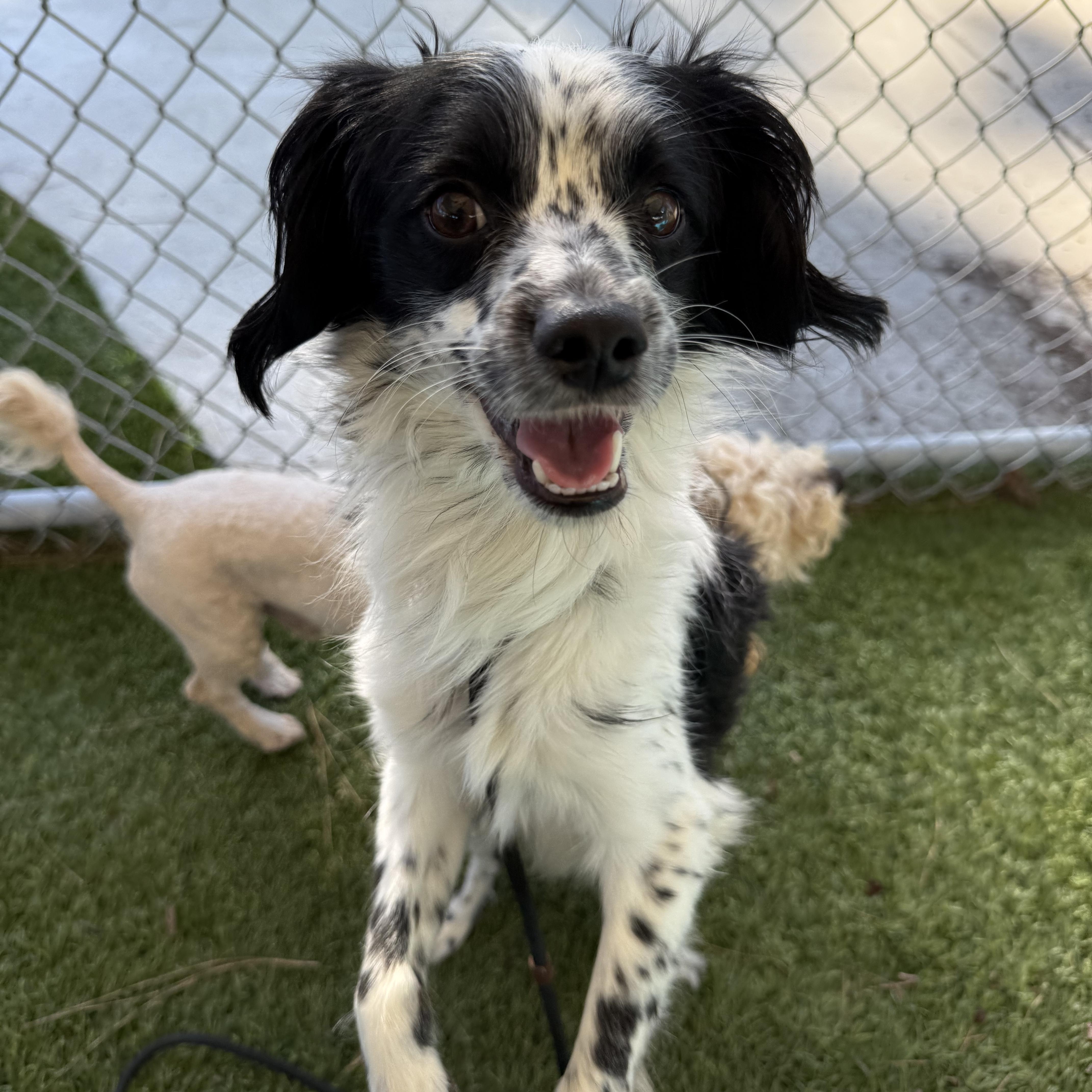 Enlarge Prince, a ADOPTABLE mixed breed in San Diego, CA image 4/5