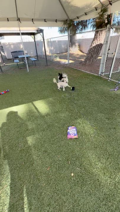 Enlarge Prince, a ADOPTABLE mixed breed in San Diego, CA video 5/5