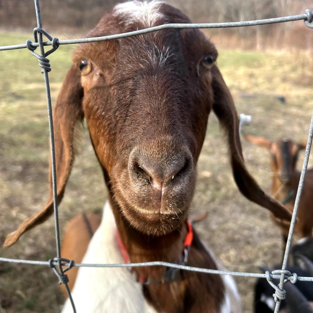 Little Brownie, Adoptable, Adult Female Goat & Goat.