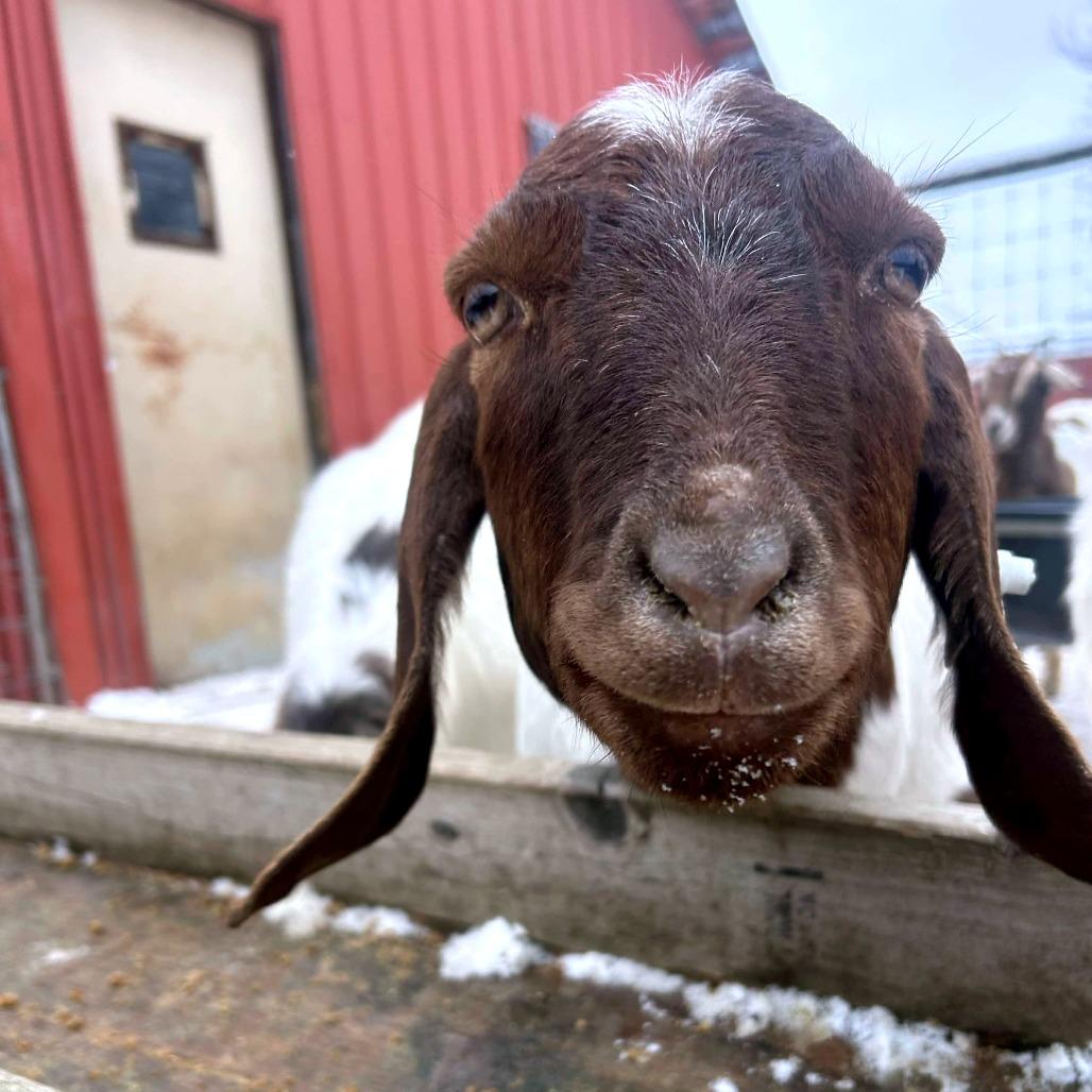 Little Brownie, a Adoptable mixed breed in Fairport, NY image 2/2
