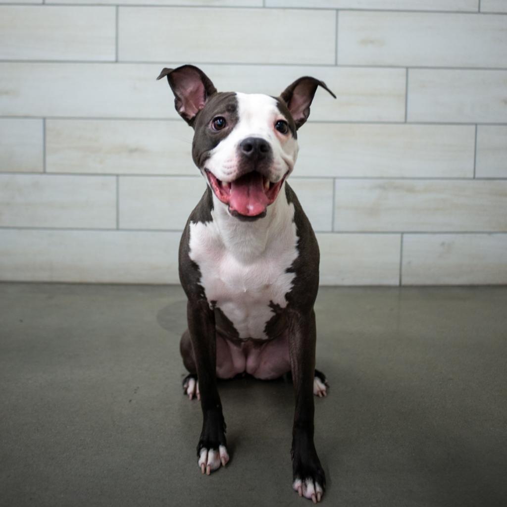 Tai, Adoptable, Adult Female Pit Bull Terrier.