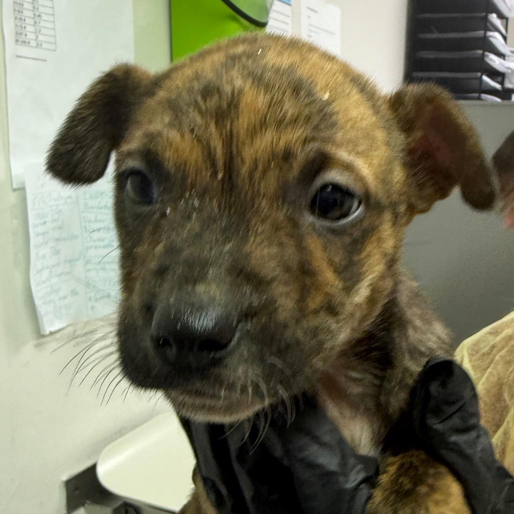 Enlarge Nilly, a Adoptable Mixed Breed in Charleston, WV image 1/1