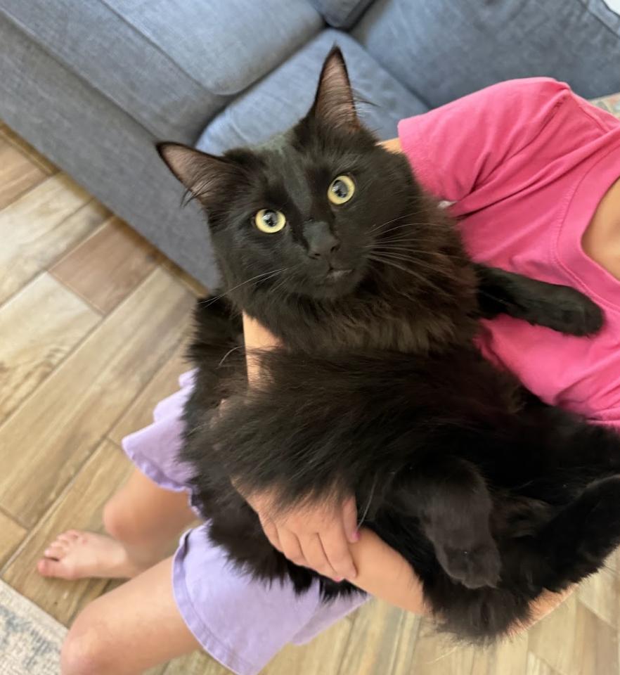 Enlarge Sonny, a ADOPTABLE Domestic Short Hair in Franklin, TN image 2/3