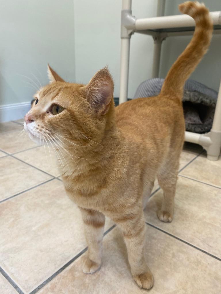 Enlarge Moulin Rouge, a Adoptable mixed breed in Fall River, MA image 1/5