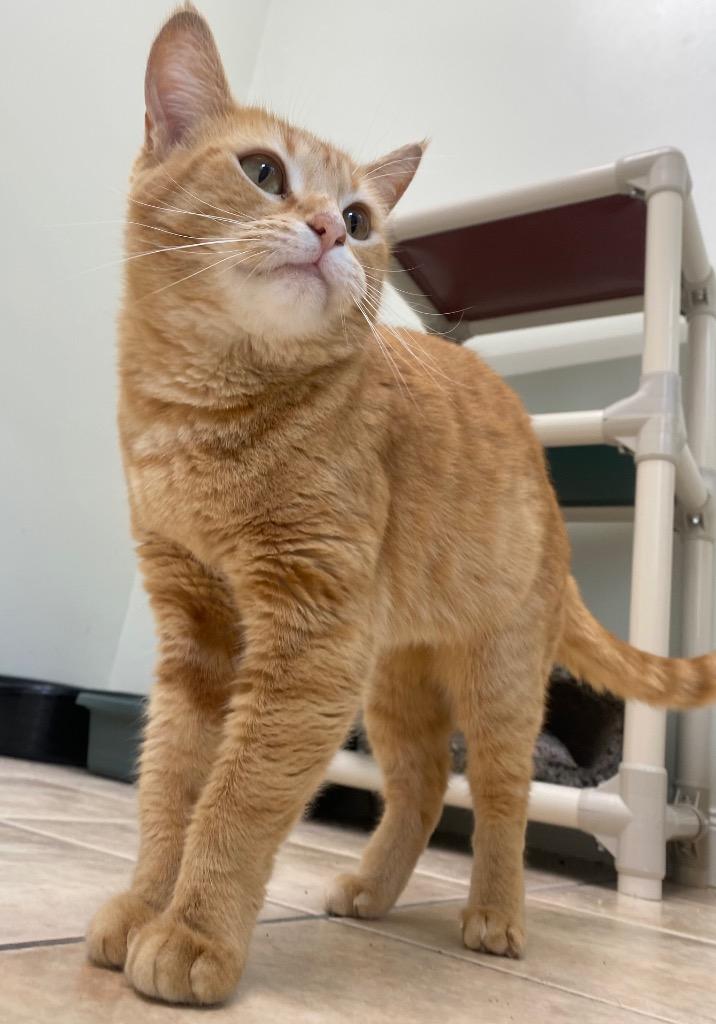 Enlarge Moulin Rouge, a Adoptable mixed breed in Fall River, MA image 2/5