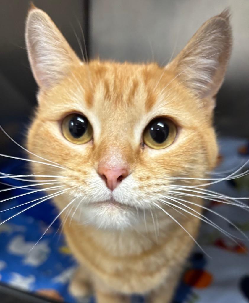 Enlarge Moulin Rouge, a Adoptable mixed breed in Fall River, MA image 3/5