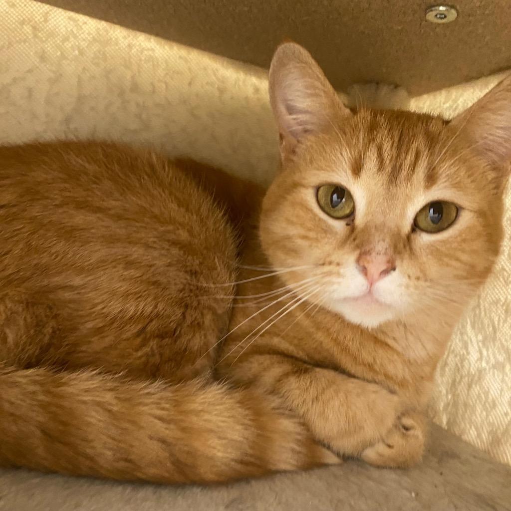 Enlarge Moulin Rouge, a Adoptable mixed breed in Fall River, MA image 4/5