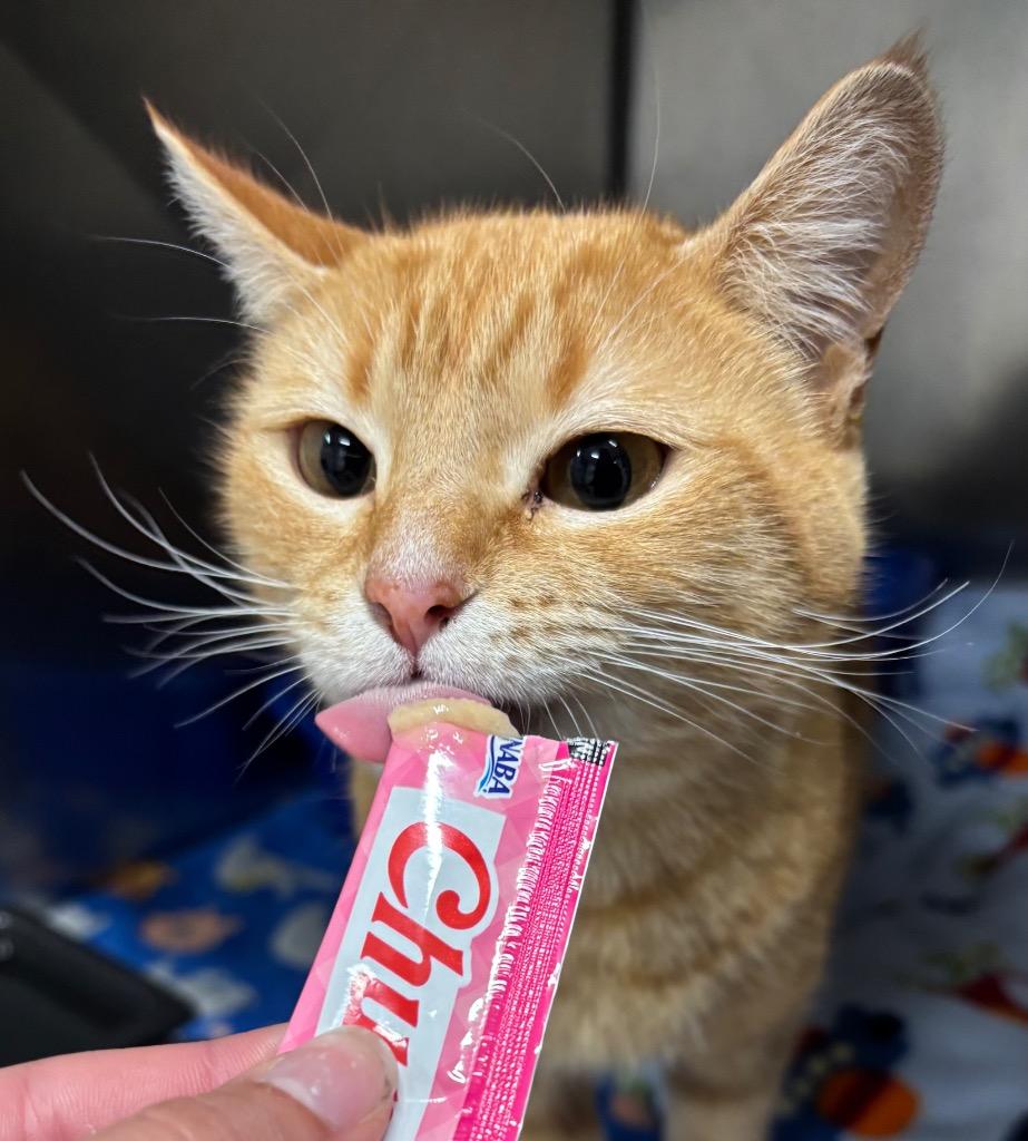 Enlarge Moulin Rouge, a Adoptable mixed breed in Fall River, MA image 5/5