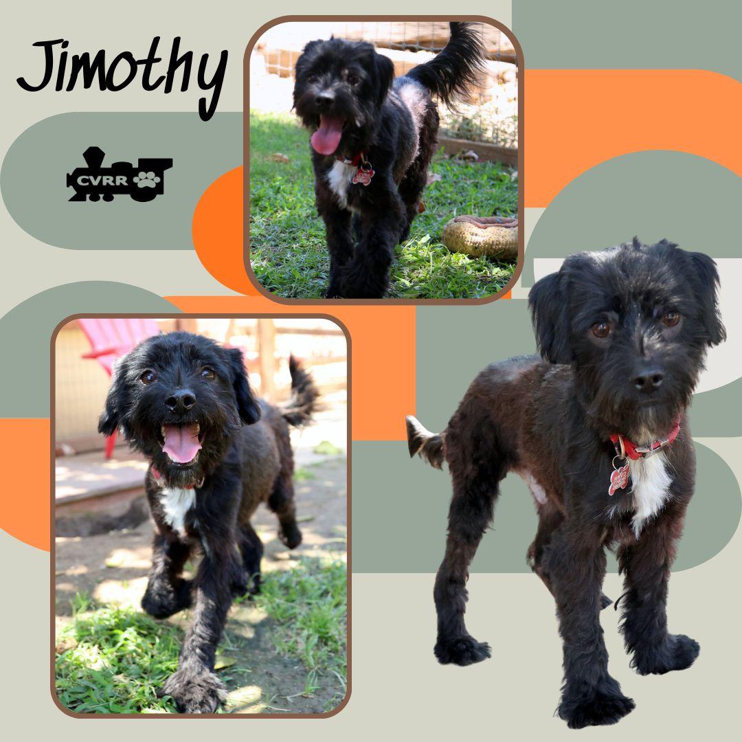 Jimothy, Adoptable, Adult Male Terrier & Schnauzer.