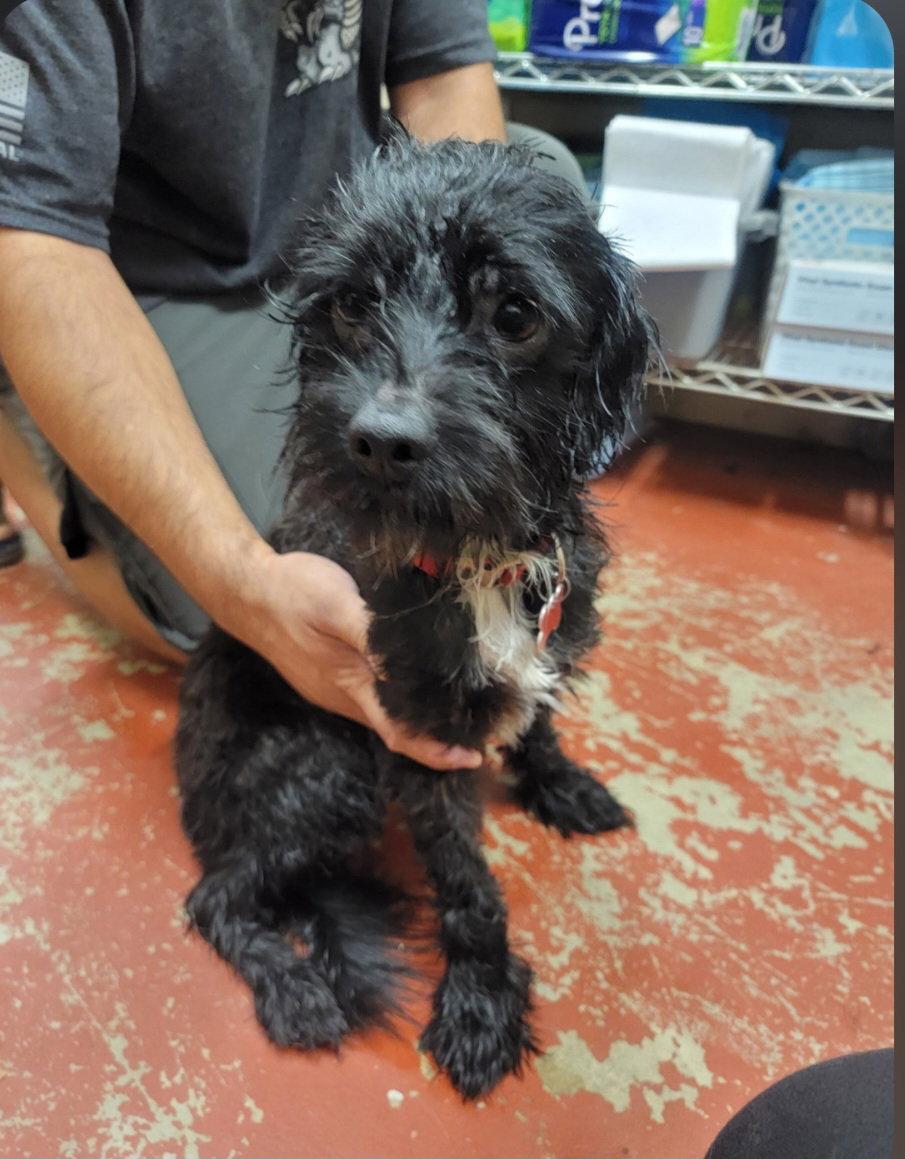 Enlarge Jimothy, a Adoptable mixed breed in LINDSAY, CA image 2/2